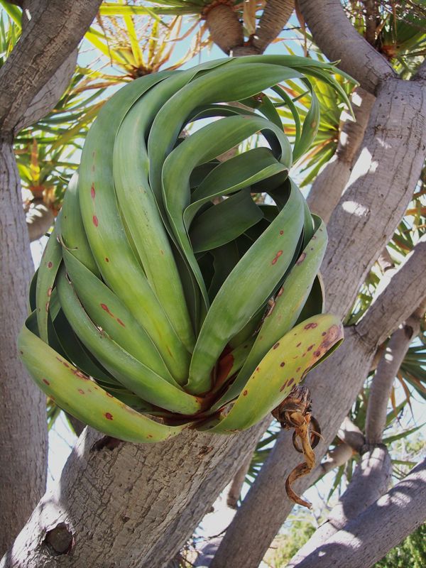 Dragon tree leaves unfurling.jpg