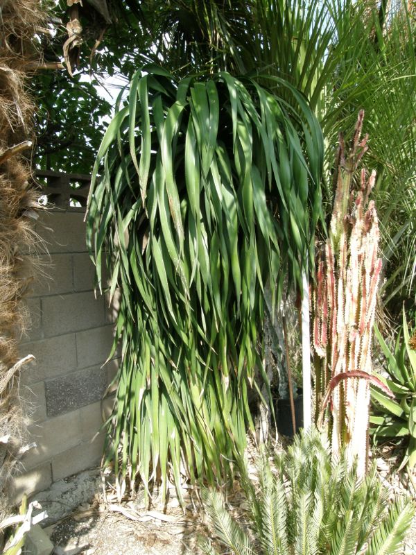 Dragon tree long hair Mankey.jpg