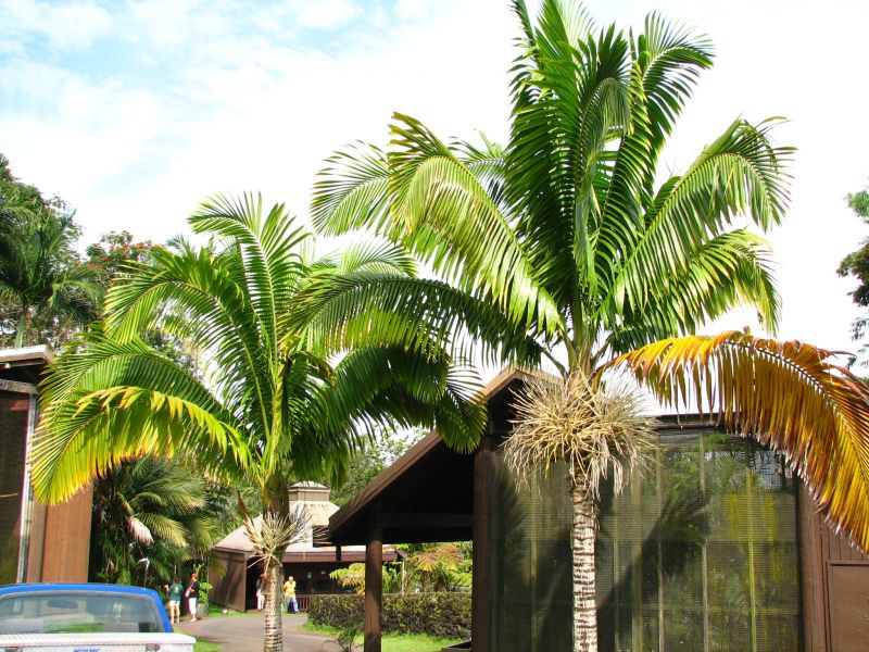 Neoveitchias zoo.jpg