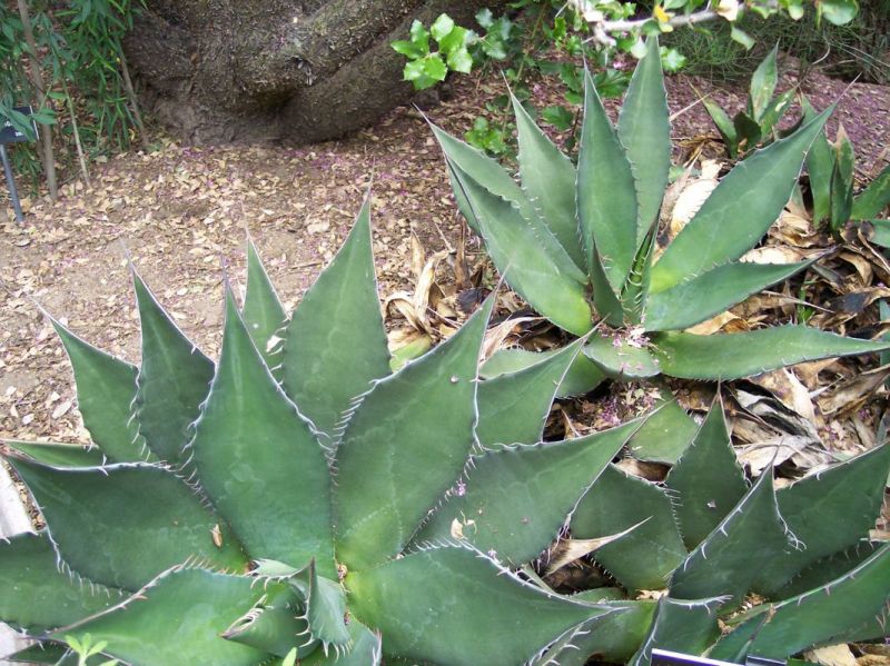 Agave shawii var shawii.jpg