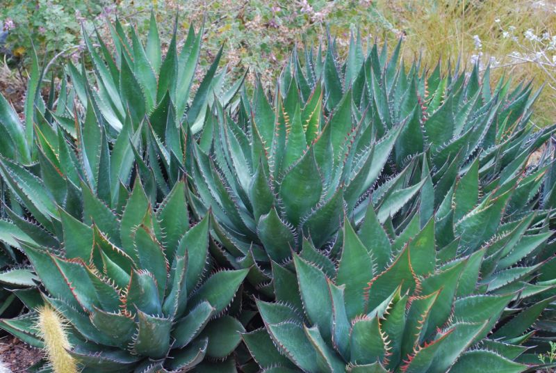 Agave shawii SBBG.jpg
