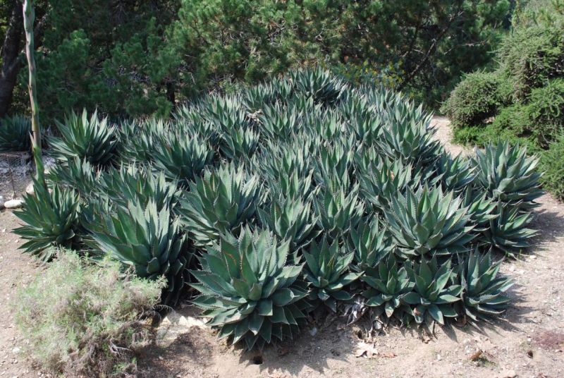 Agave shawii colony.jpg