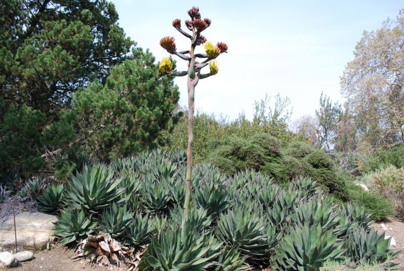 Agave shawii flowering.jpg