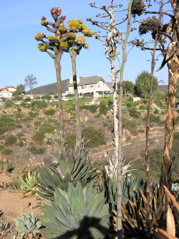 Agave shawii flowring.jpg