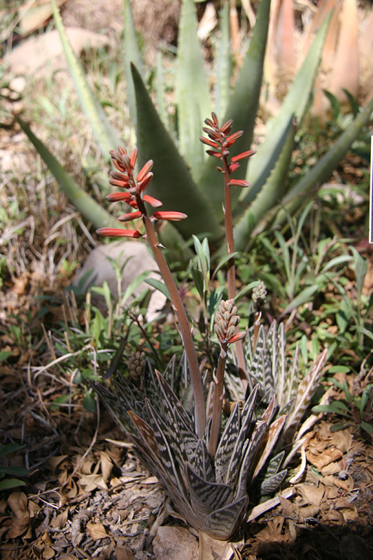 Aloe variegata - Boyce Thompson Arboretum - 20180317