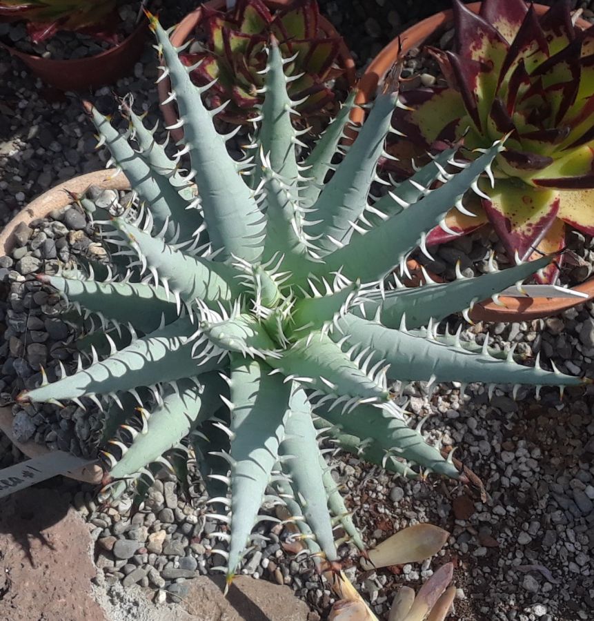 2018 05 01 Aloe erinacea c.jpg
