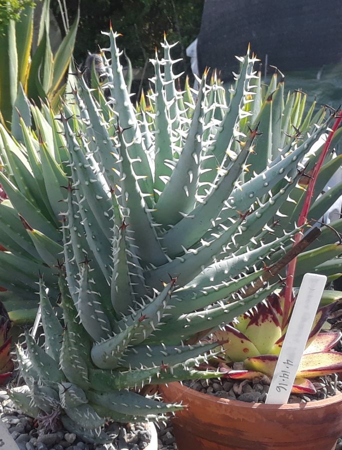 2018 05 01 Aloe erinacea a.jpg