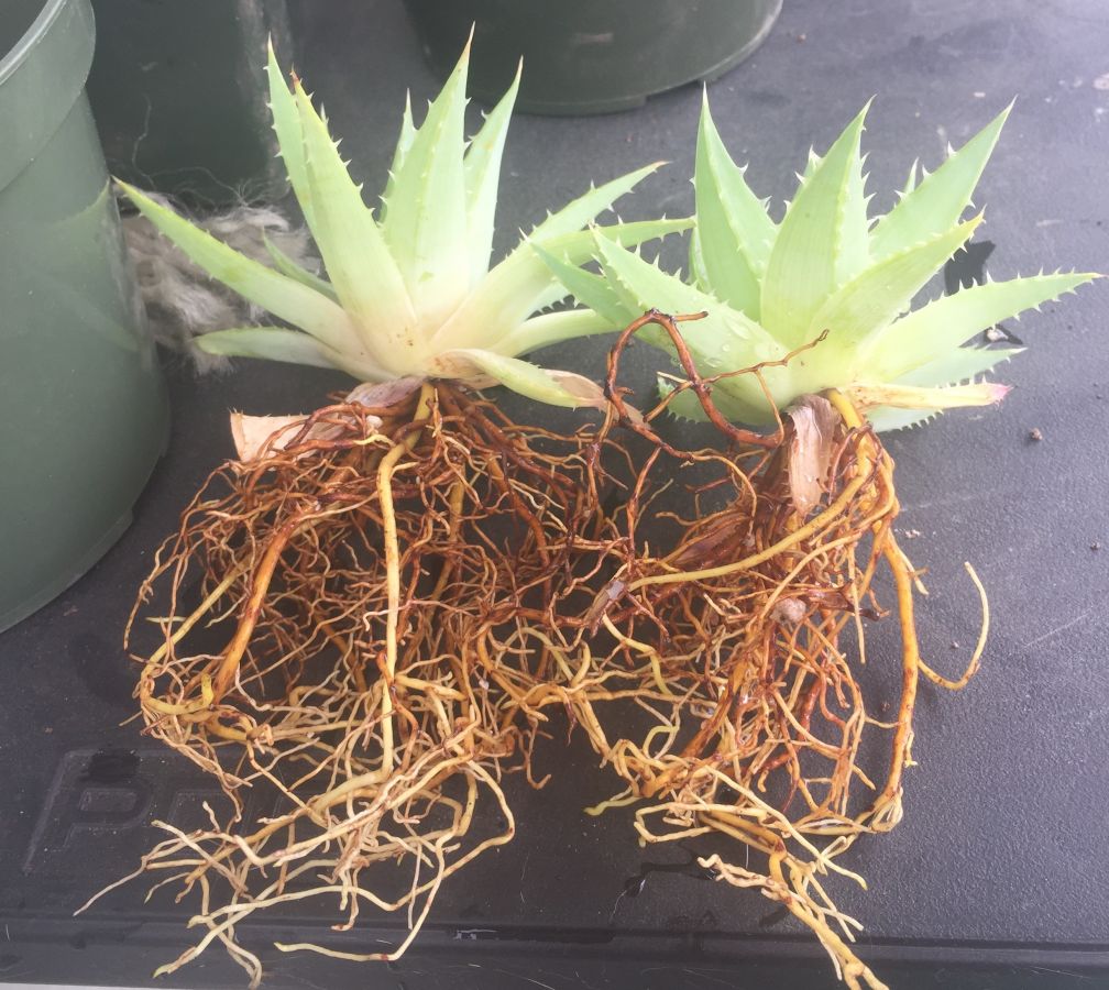 A. Polyphylla roots