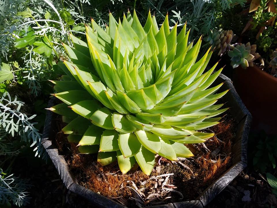Polyphylla 5.19.18.jpg
