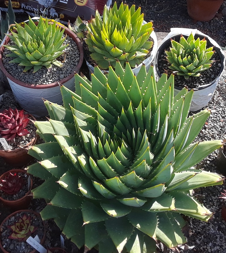 2018 05 19 Aloe polyphylla group.jpg
