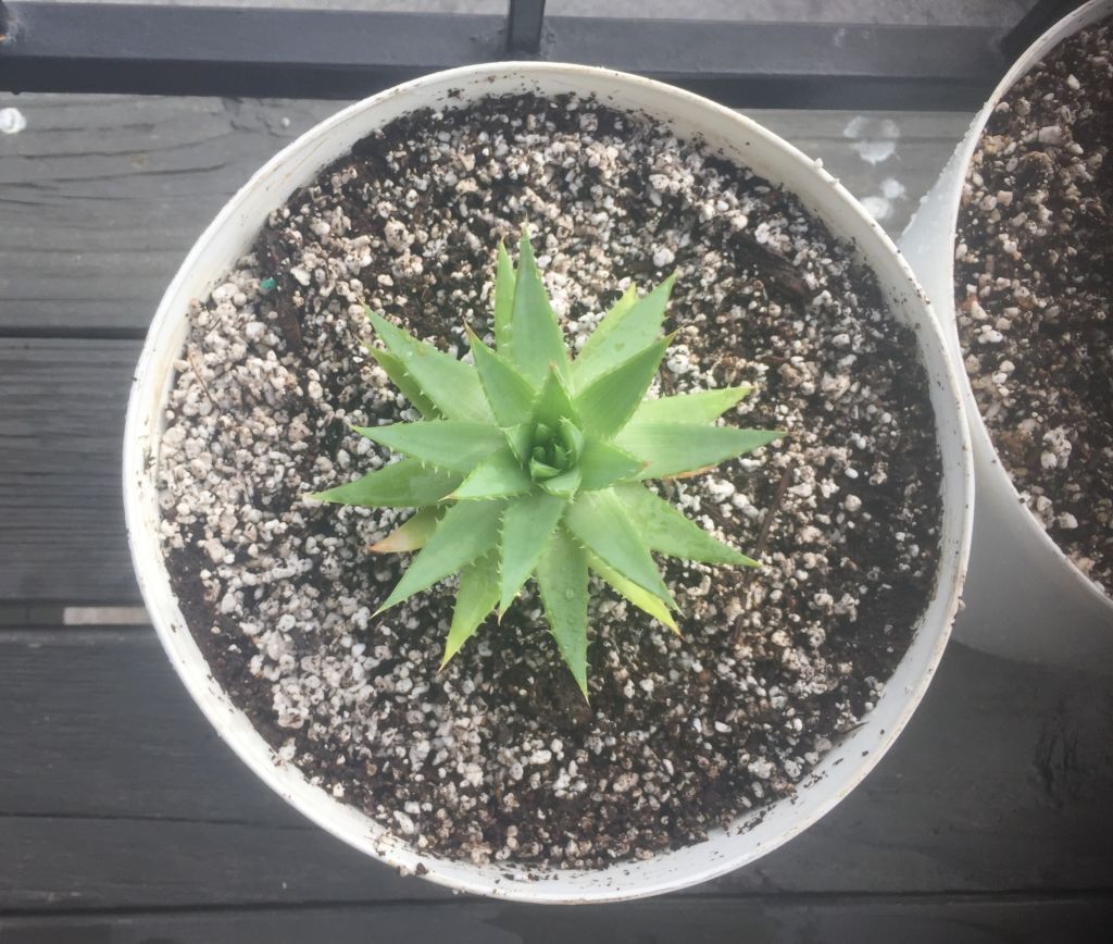 A. Polyphylla - 16 months