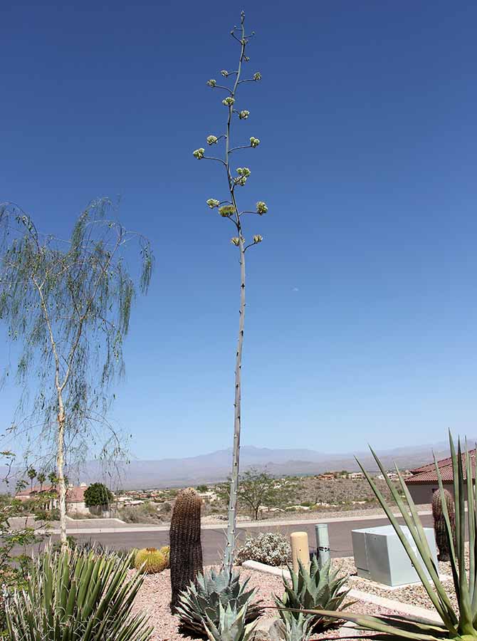 Agave guadalajarana