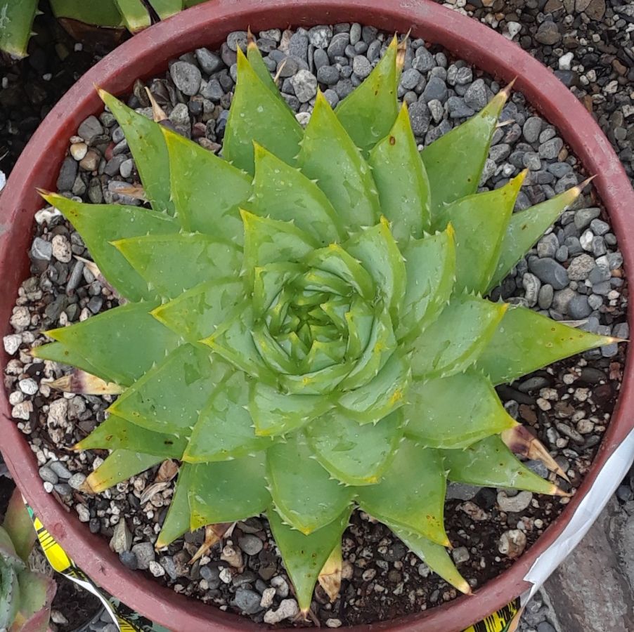 2018 05 25 Aloe polyphylla a.jpg