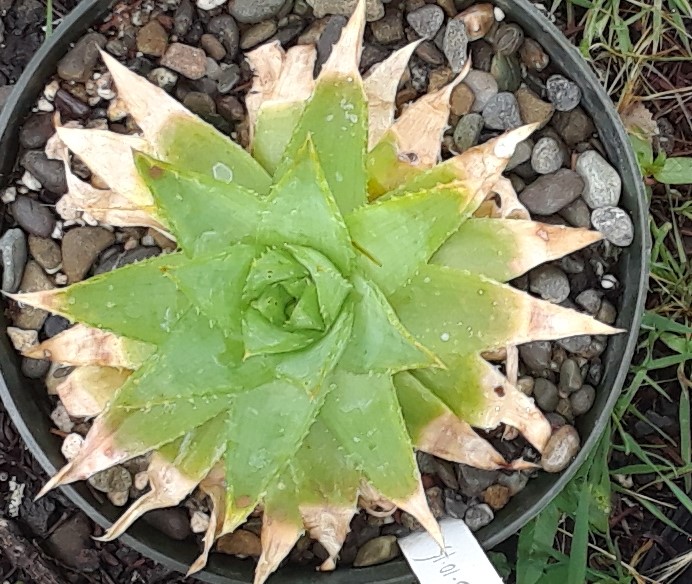 2018 05 25 Aloe polyphylla b.jpg