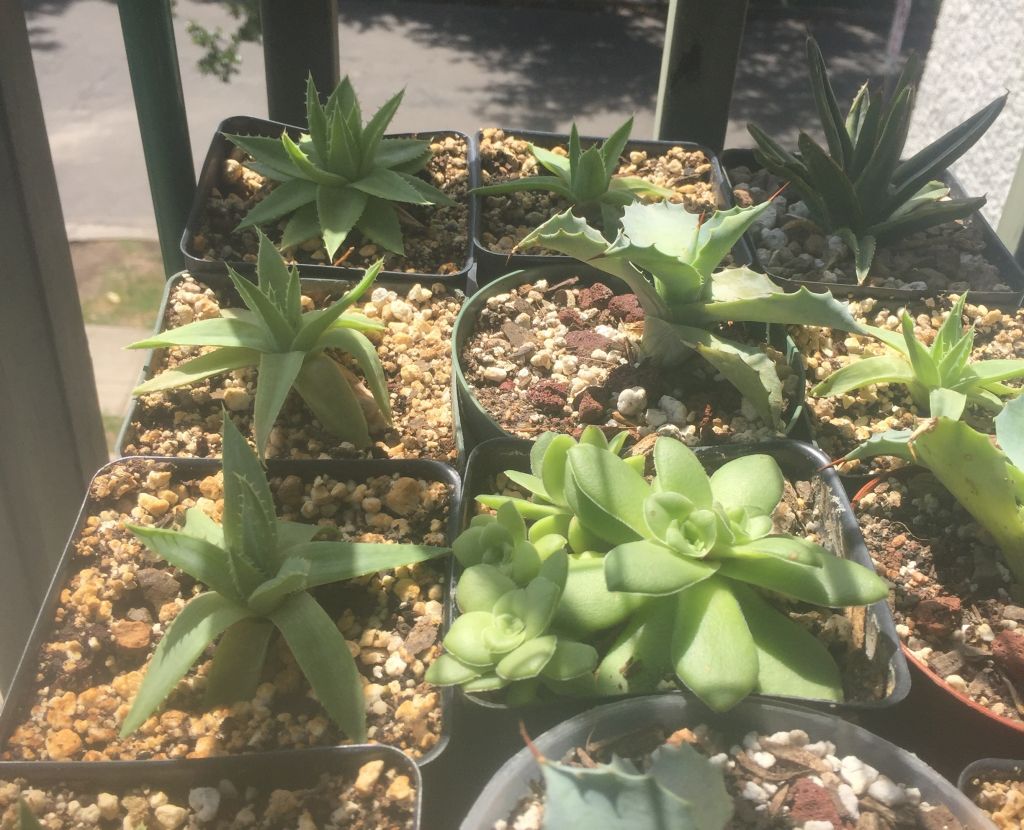 A. Poly seedlings
