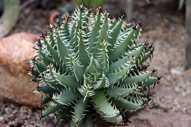 Aloe erinacea - Boyce Thompson Arboretum - 2018-09-02