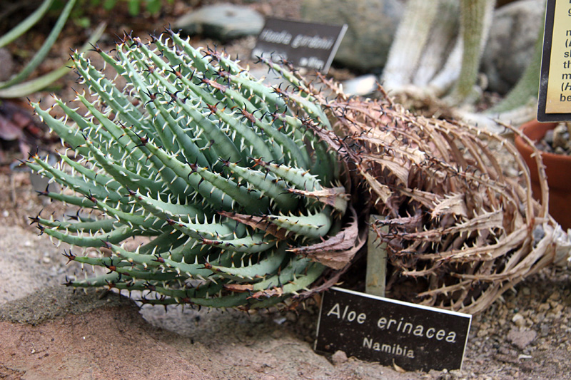 Aloe erinacea - Boyce Thompson Arboretum - 2018-09-02