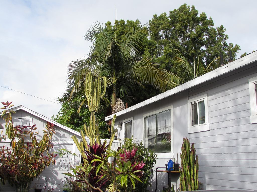 King palm loving all the water.