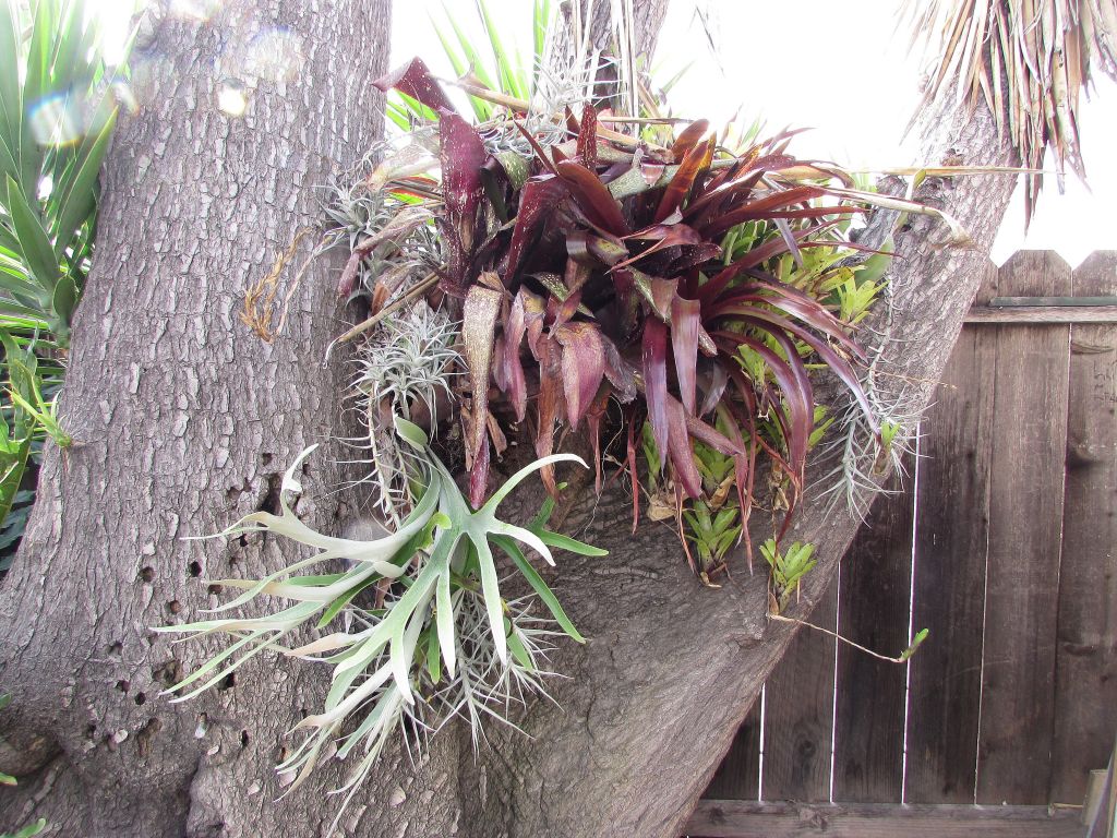 Platycerium lemoinei thriving on Yucca trunk.