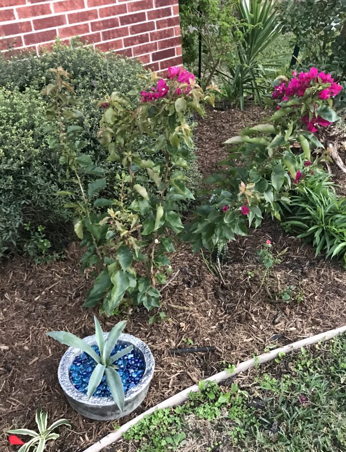 Neither has the bougainvillea.