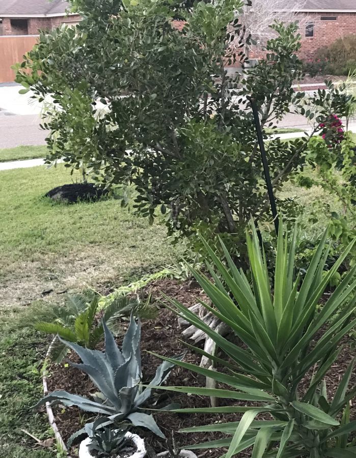 Yucca, Agave, sago, and mountain laurel