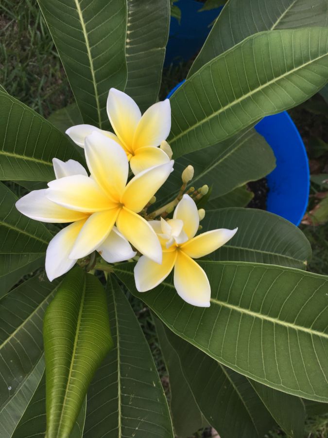 This variety stays in bloom from June to September.