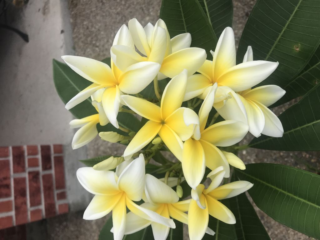 This was right outside my front door, the fragrance of this variety is amazing.
