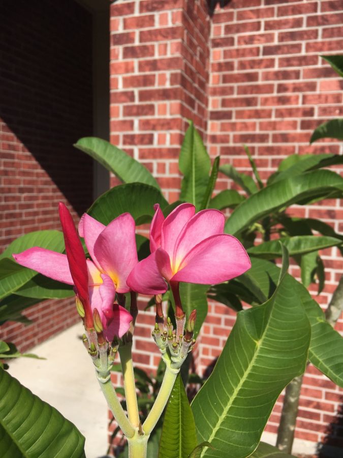 The fist one I got.  My wife’s granny gave it to me.  I have given away and sold at least 150 cuttings of this plant and it’s clones away.  I have one that’s at least 12 years old.