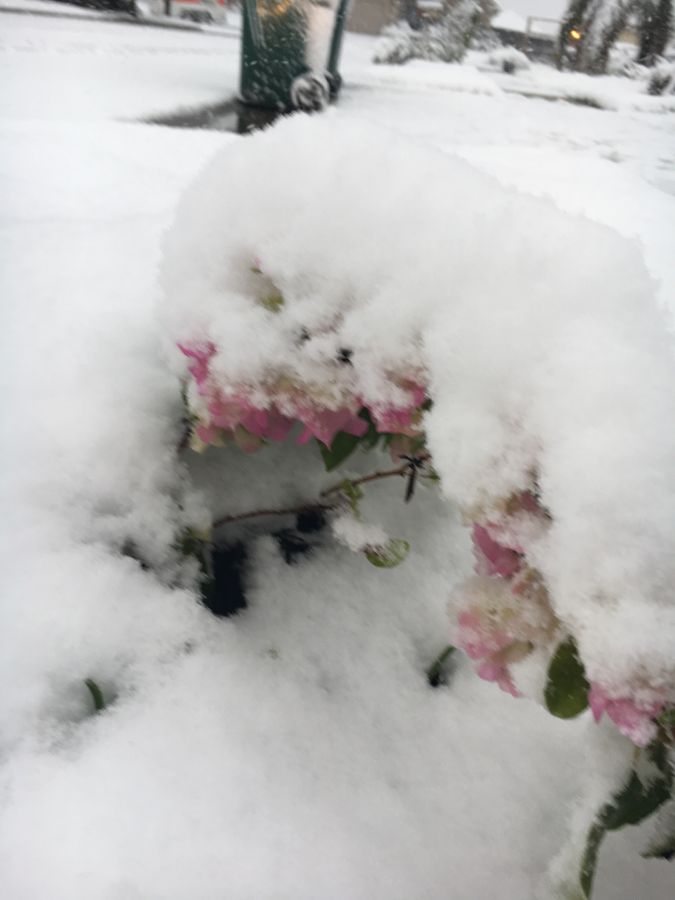 Bougainvillea flowers covered in snow