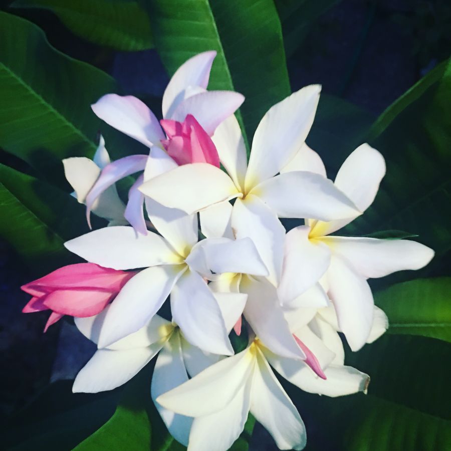 Another plumeria I have, this one was a cutting a coworker gave me the previous fall.