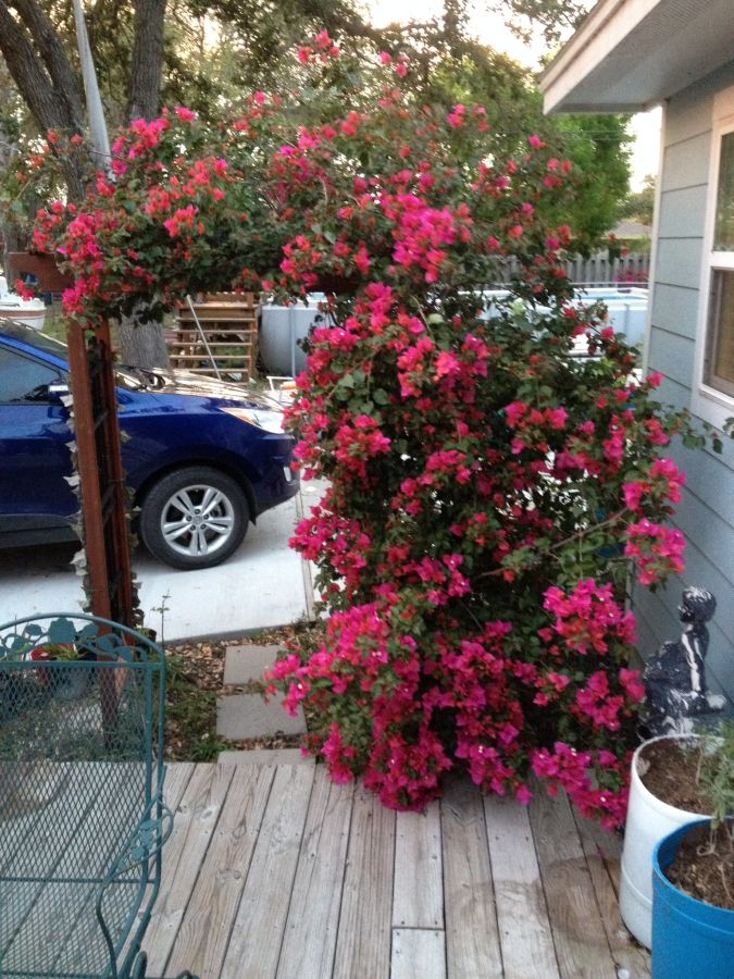 Bougainvillea at my previous house across the bay in Ingleside.  New owner cut it down along with another one that was 12’ tall on the other side of the deck.