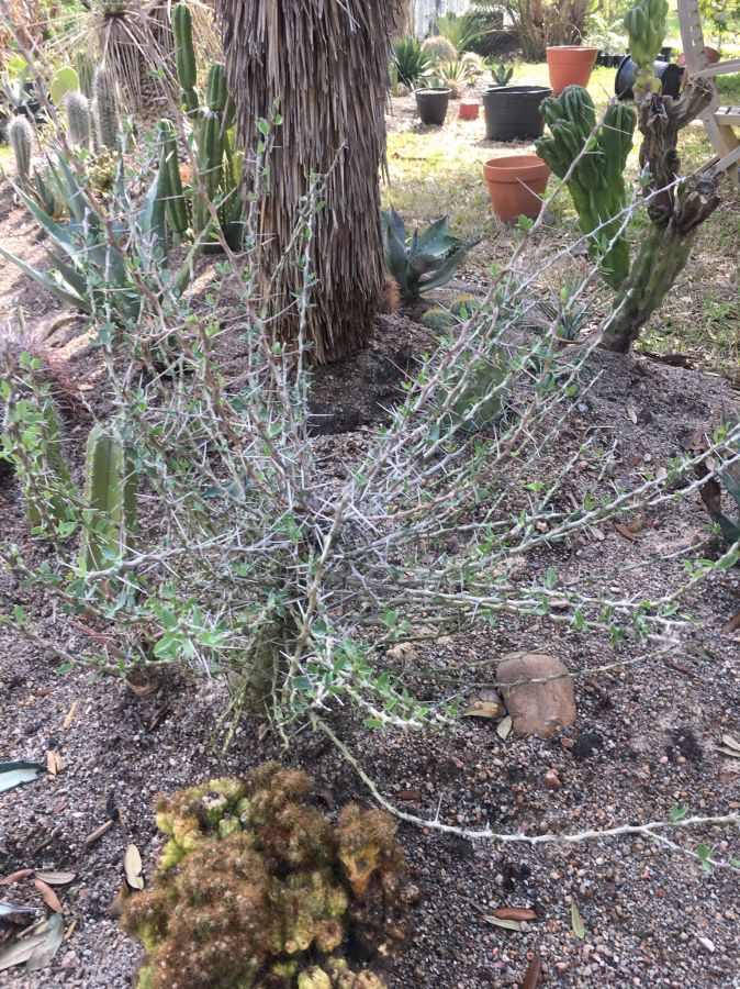 Fouquieria columnaris