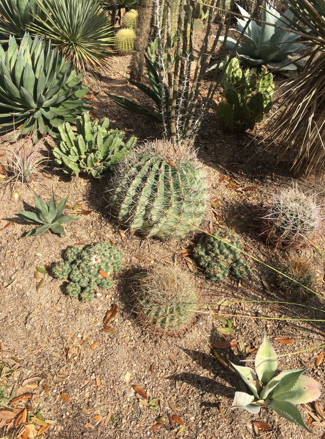 Blue Glow, Neomexicana, ovatifolia, corypantha, ferocactus/wislizeni