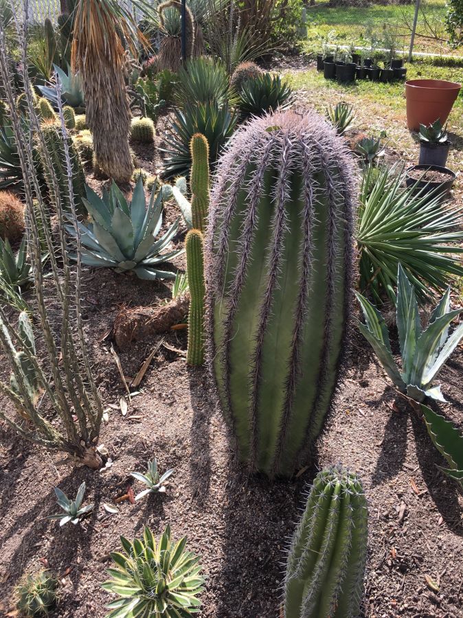 Saguaro