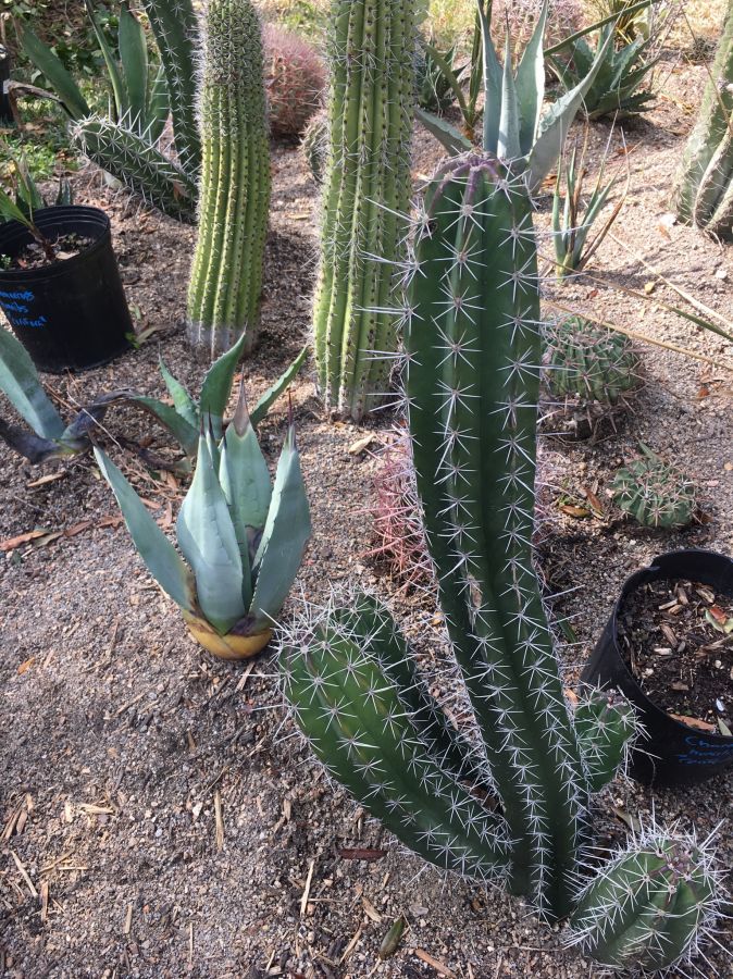 Arizona organ pipe, Baja organ pipe cactus