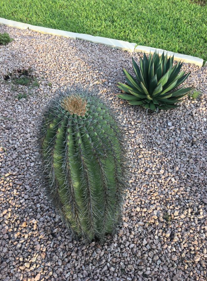 Saguaro after 52+” of rain from Harvey