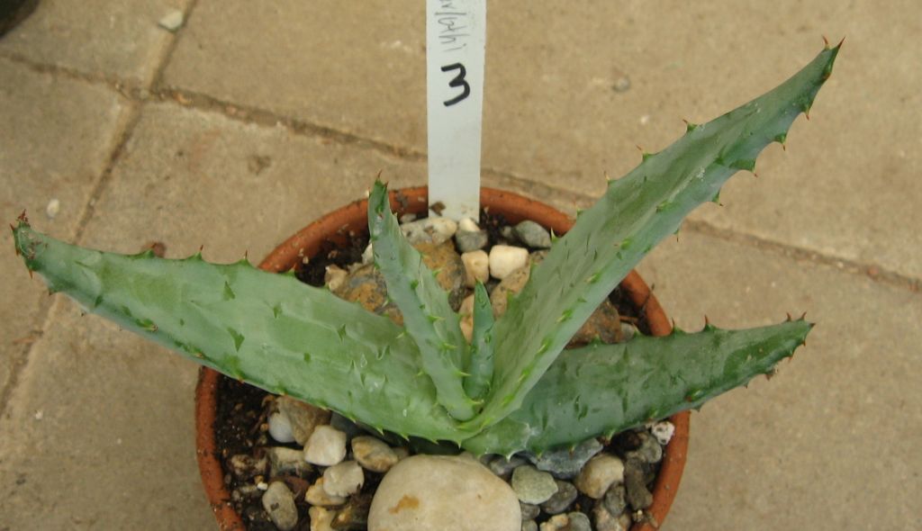 2013 07 21 Aloe Marlothi #3.jpg