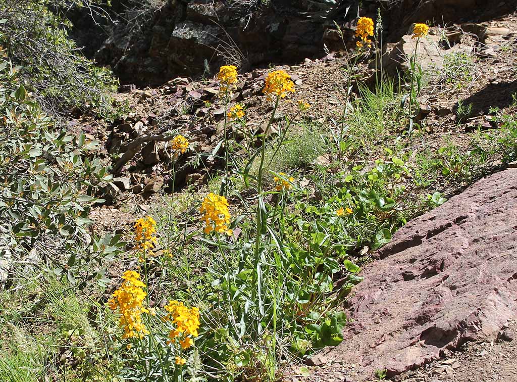 Erysimum capitatum