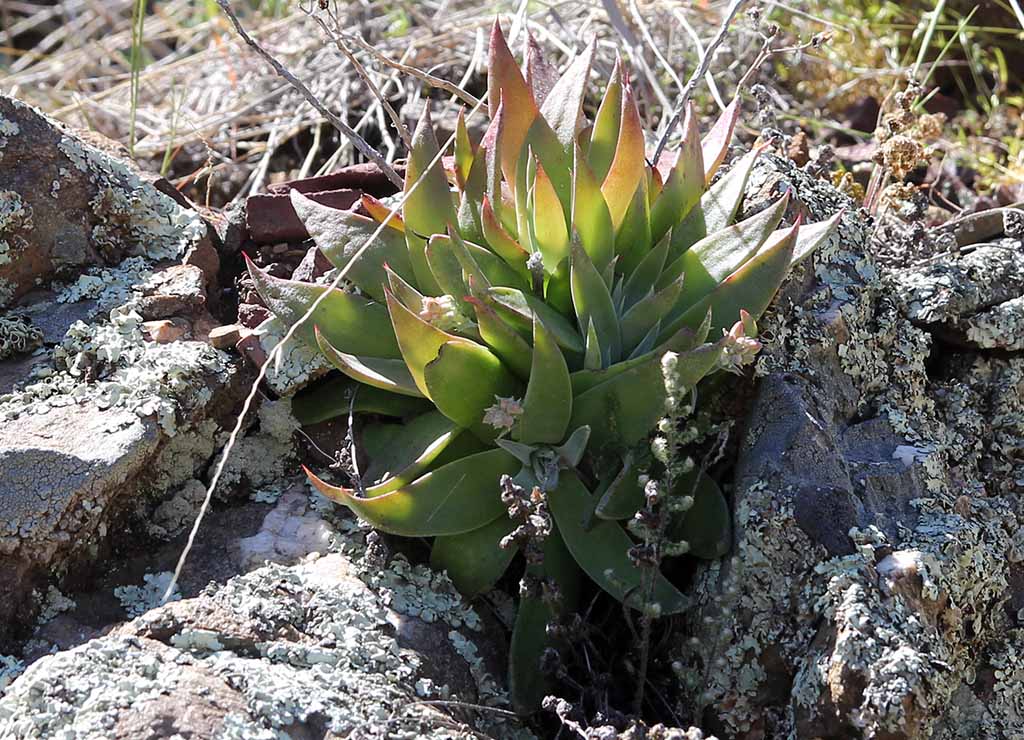 Dudleya saxosa