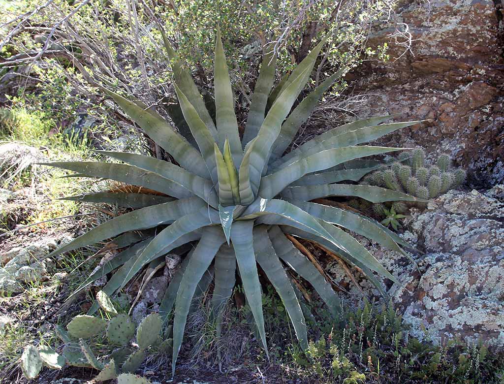 7' A. chrysantha / Echinocereus santaritensis
