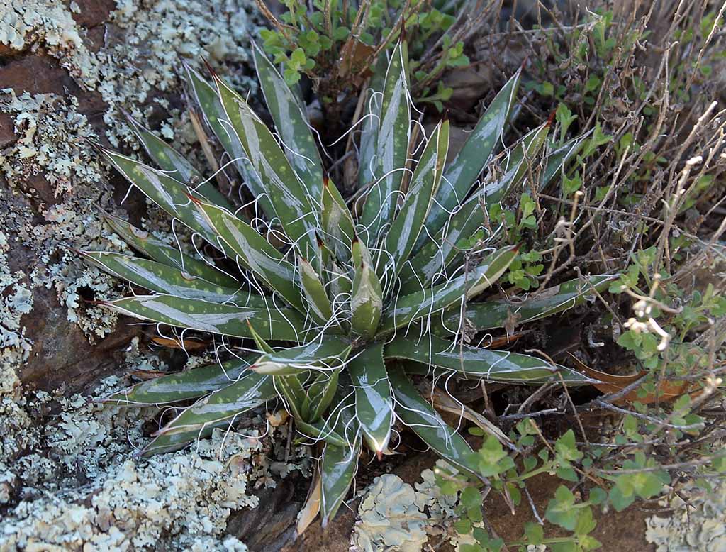 A. toumeyana