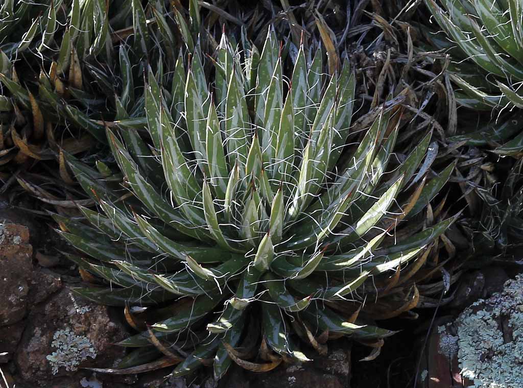 A. toumeyana