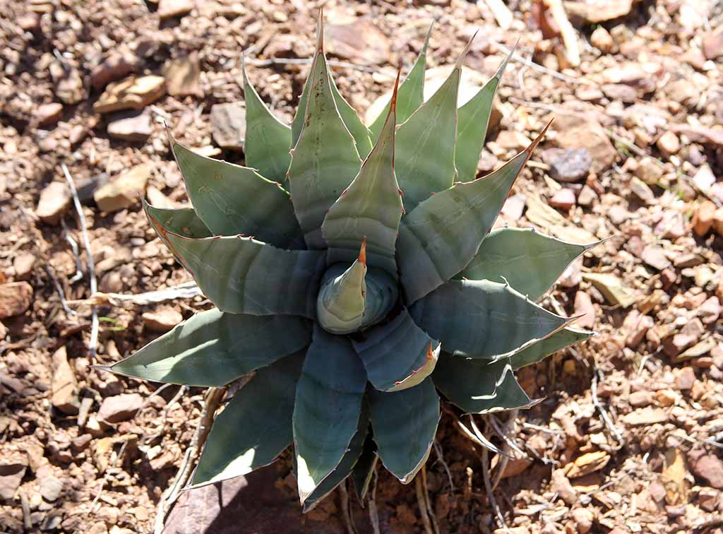 A. chrysantha