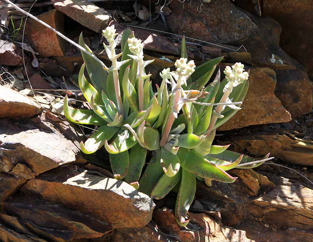 D. saxosa