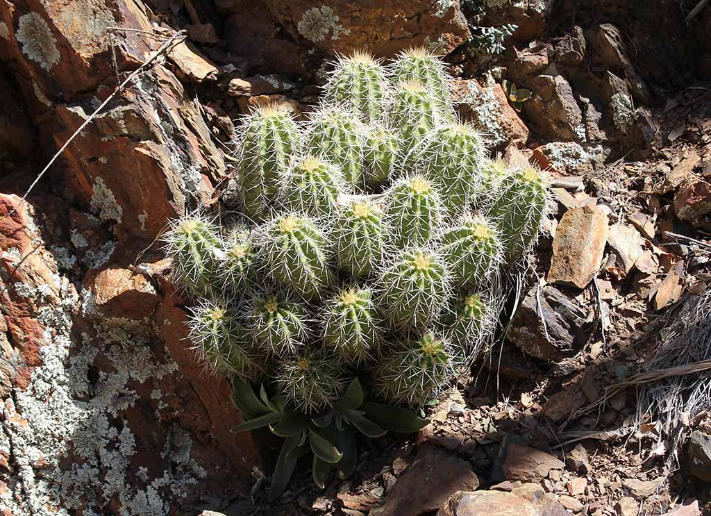 E. santaritensis / D. saxosa