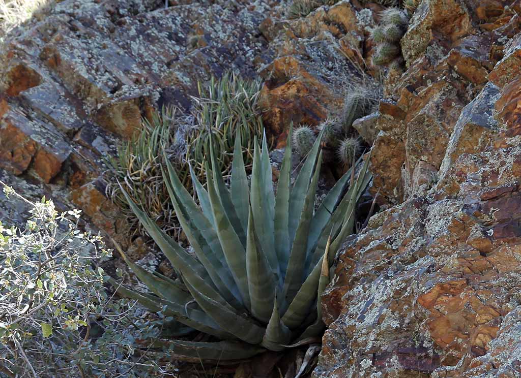 A. chrysantha / A. toumeyana / E. santaritensis
