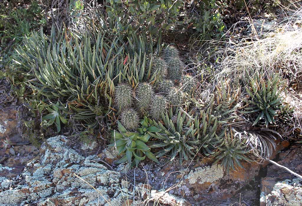 A. toumeyana / D. saxosa / E. santaritensis