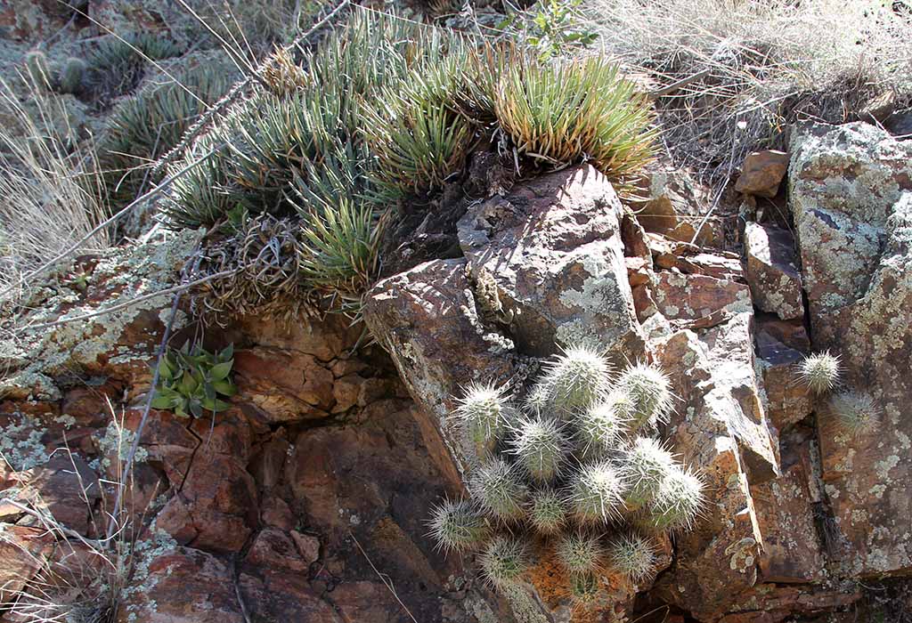 A. toumeyana / D. saxosa / E. santaritensis