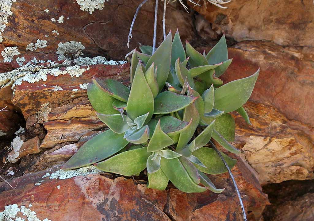D. saxosa