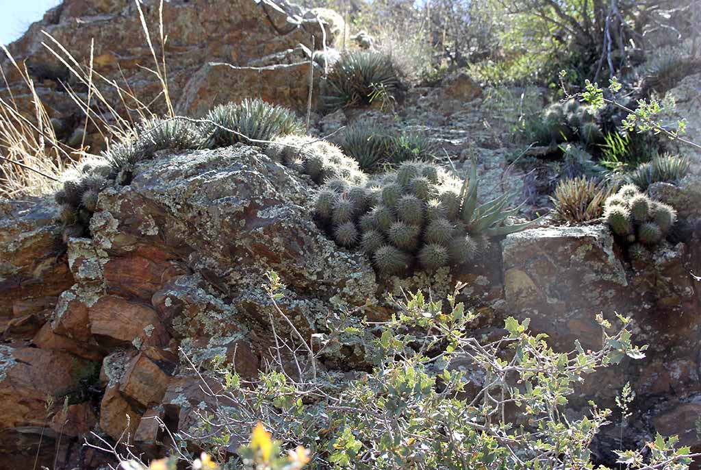 A. toumeyana / E. santaritensis